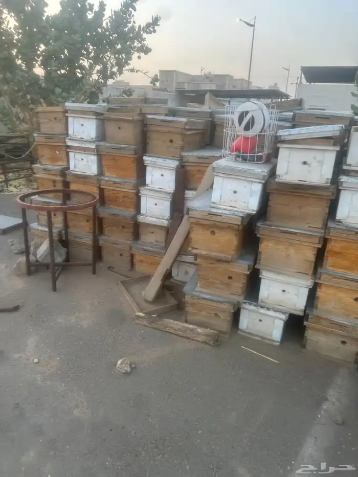 مناحل عسل بجميع اغراضها 20