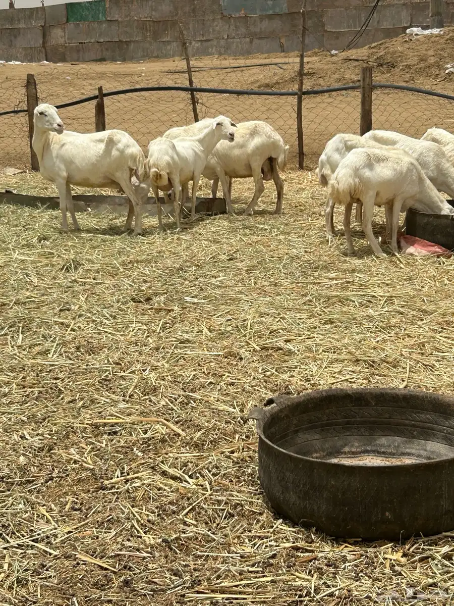 ضأن ميديات رفيدي دفيع شرط 2