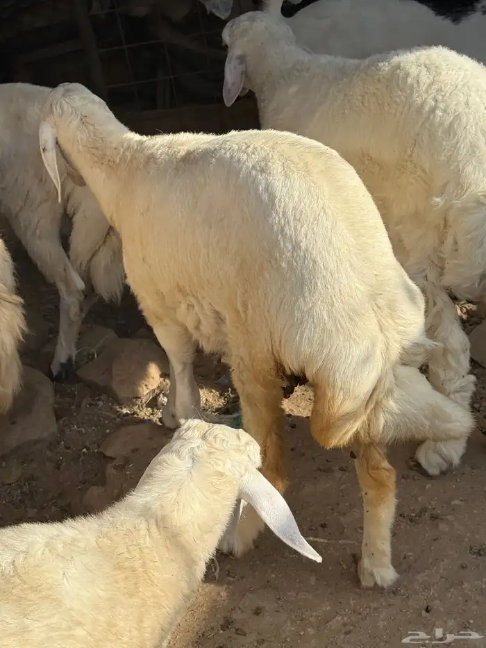 اللي يبي ذبيحه بلدي تربية حلال شايب مراح 6