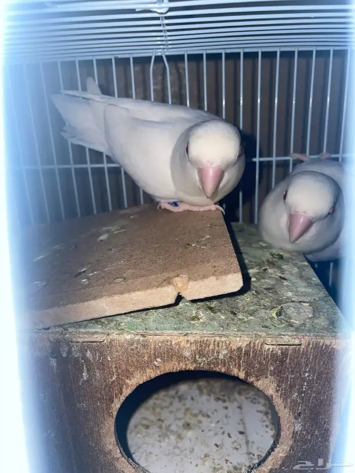 روز انثى اثنتين التفصيل تحت 1