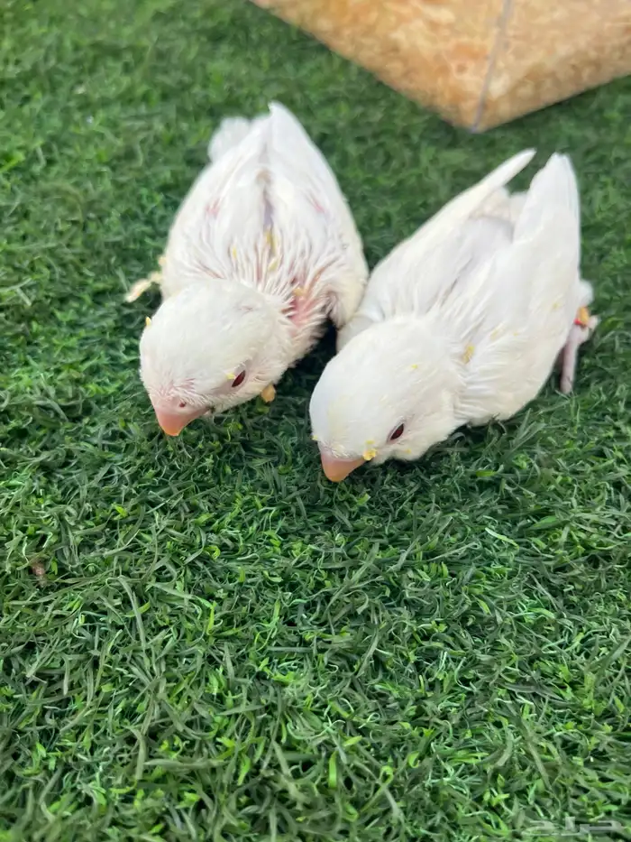فروخ روز البينو 2