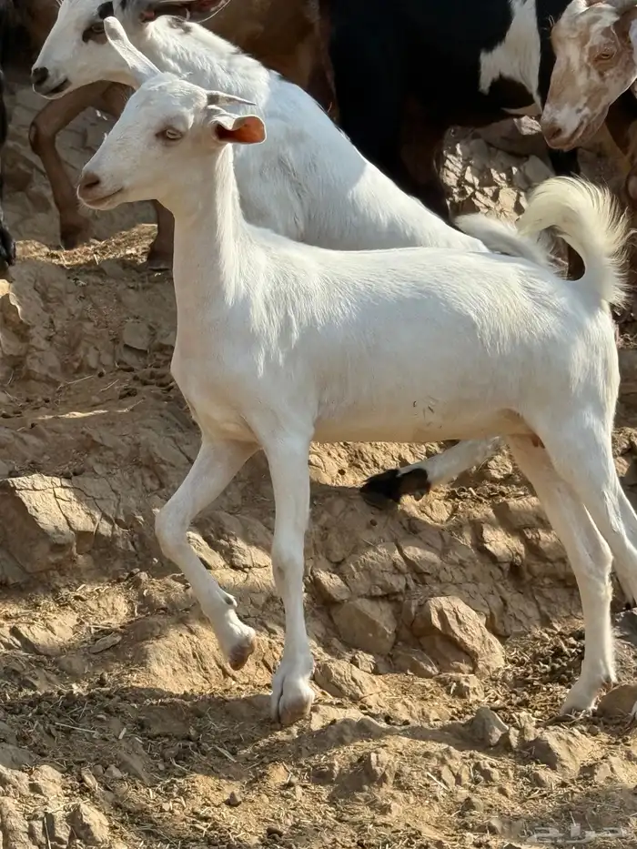 اللي يبي ذبيحه بلدي تربية حلال شايب مراح 11
