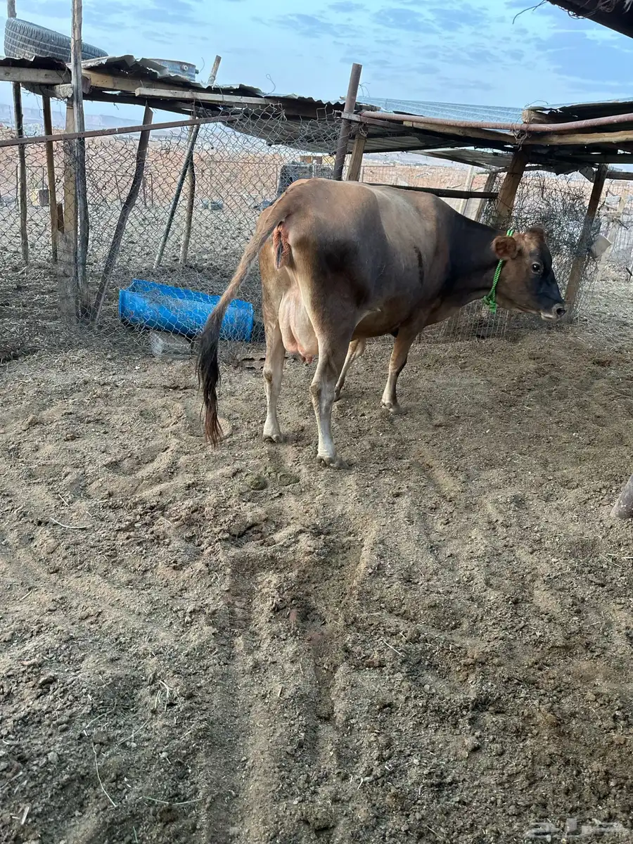 بقرة بكر جرسيه اصل لبن وزبد شرط 1