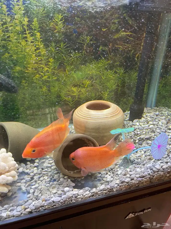 زوج من سمكة الباروت ووضعه البيض 2