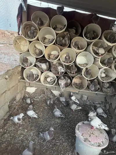 حمام سلفر مفروز 4
