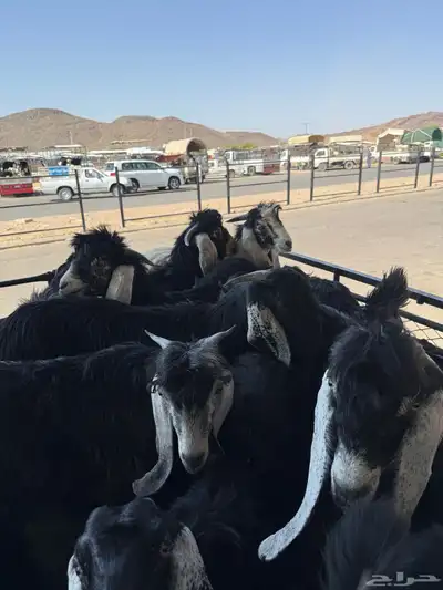 تيوس وطليان 0