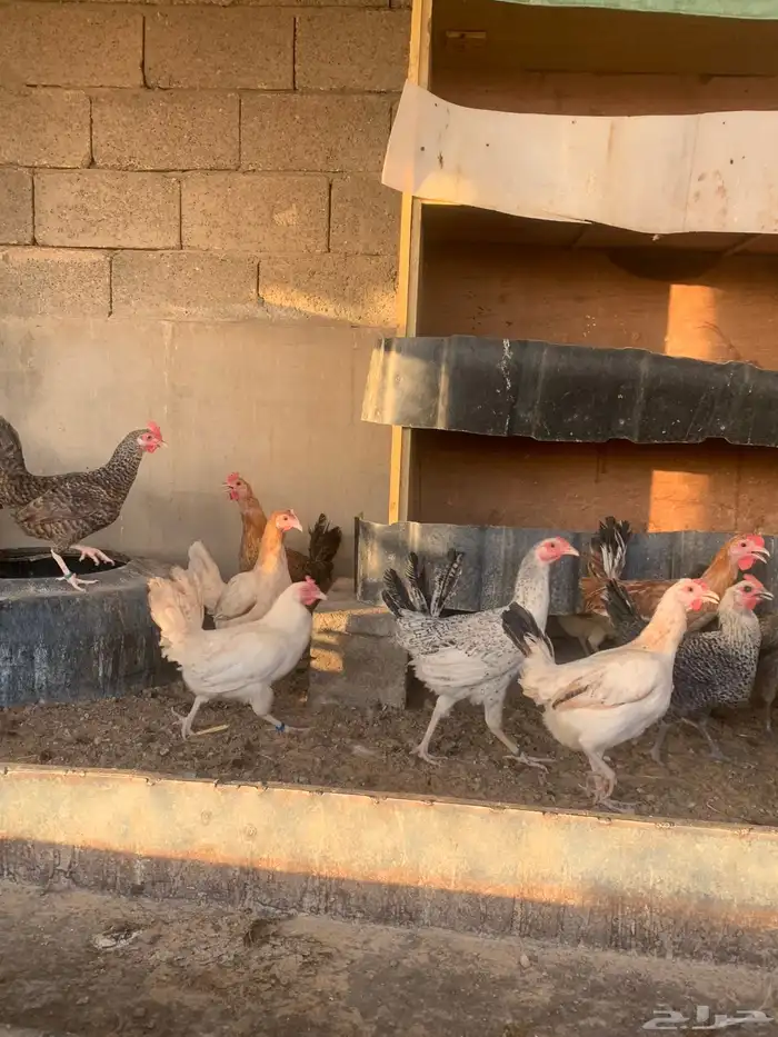 دجاج بياض البيع جميع 120 1