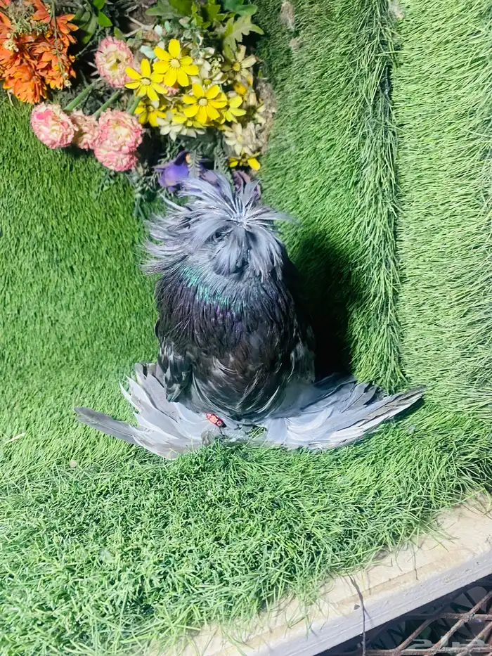 للبيع طبه بخاره بلوشيك 1