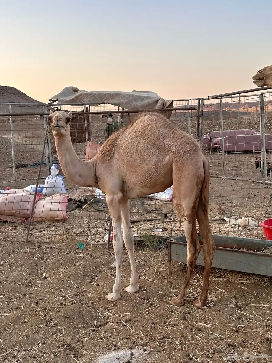 للبيع ناقه خلفه(بنت متعب السبعان) 1