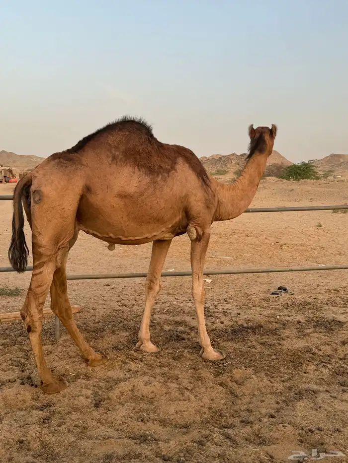 ناقه ساحليه ضروبه 2