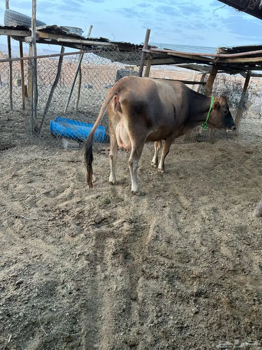 بقرة بكر جرسيه اصل لبن وزبد شرط 5