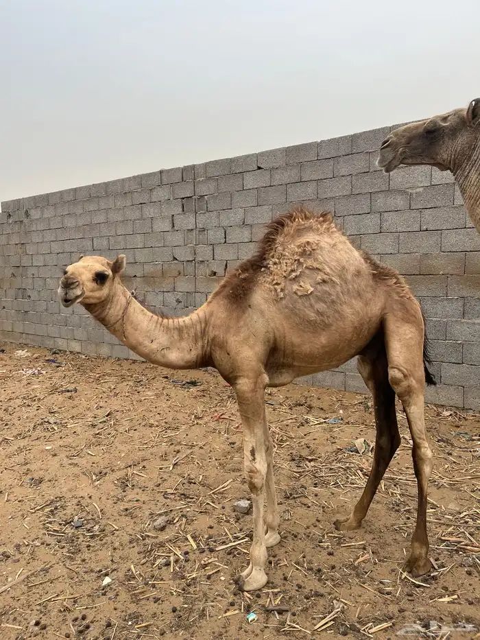 بعير لباني 0