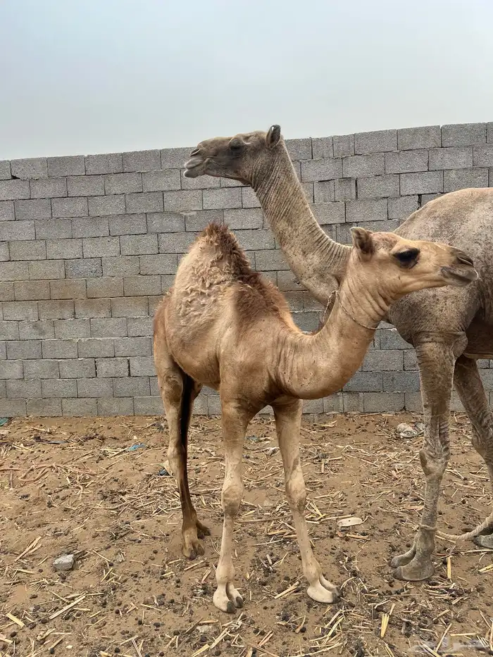 بعير لباني 7