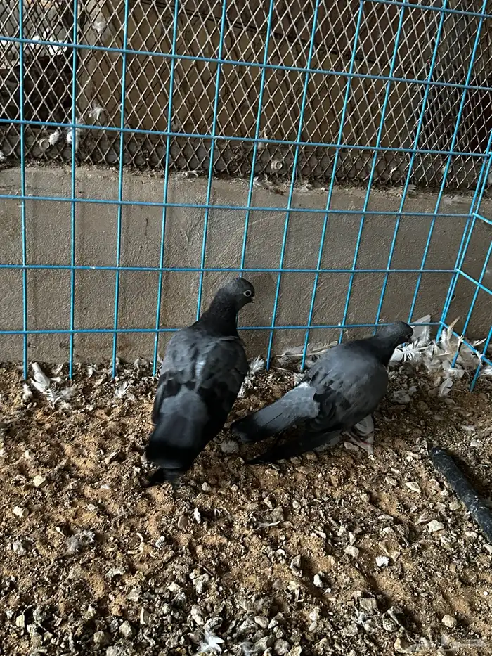 طبه صنعاوي 2