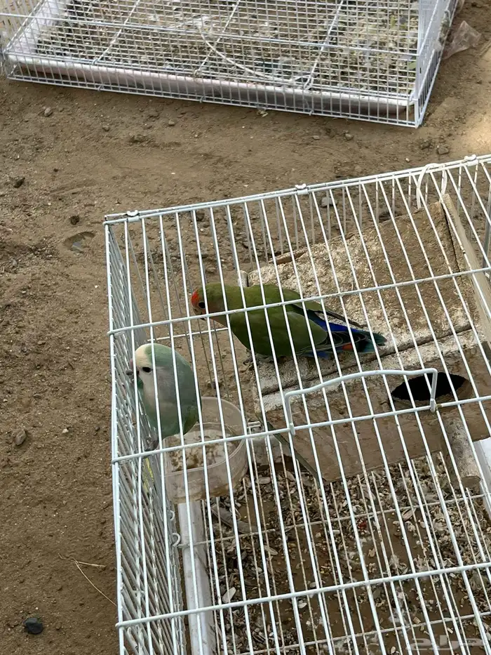 جوزين طيور الروز 6