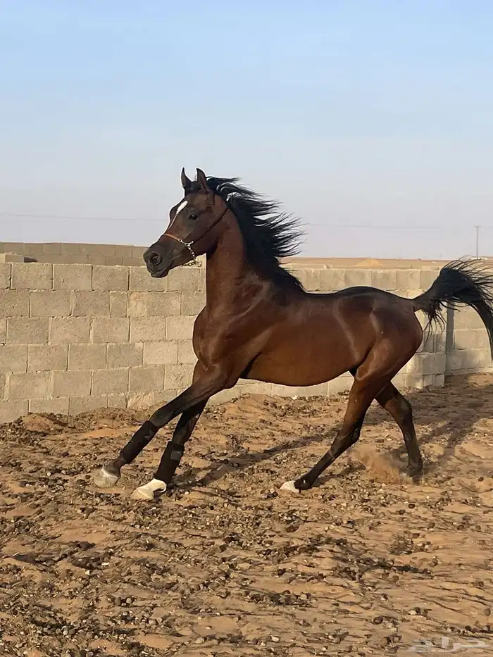 حصان جزيري 3