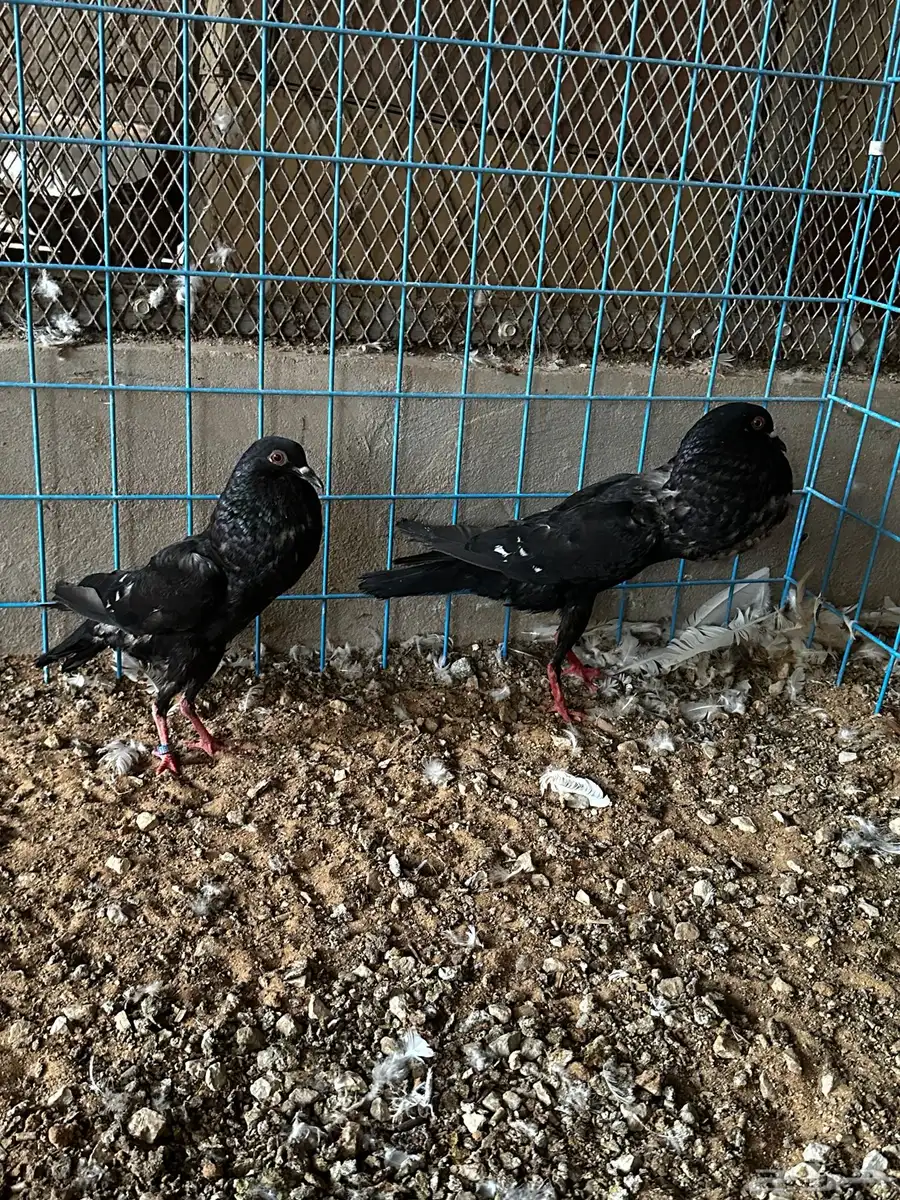 جوز نفاخ قلم وايت بار 5