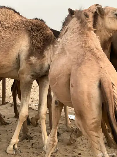 قعود للبيع على الحليب 1