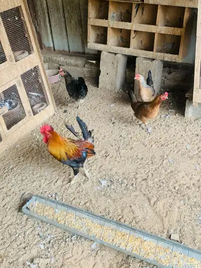 دجاج عربي وافرق مفرخات واطقم 14