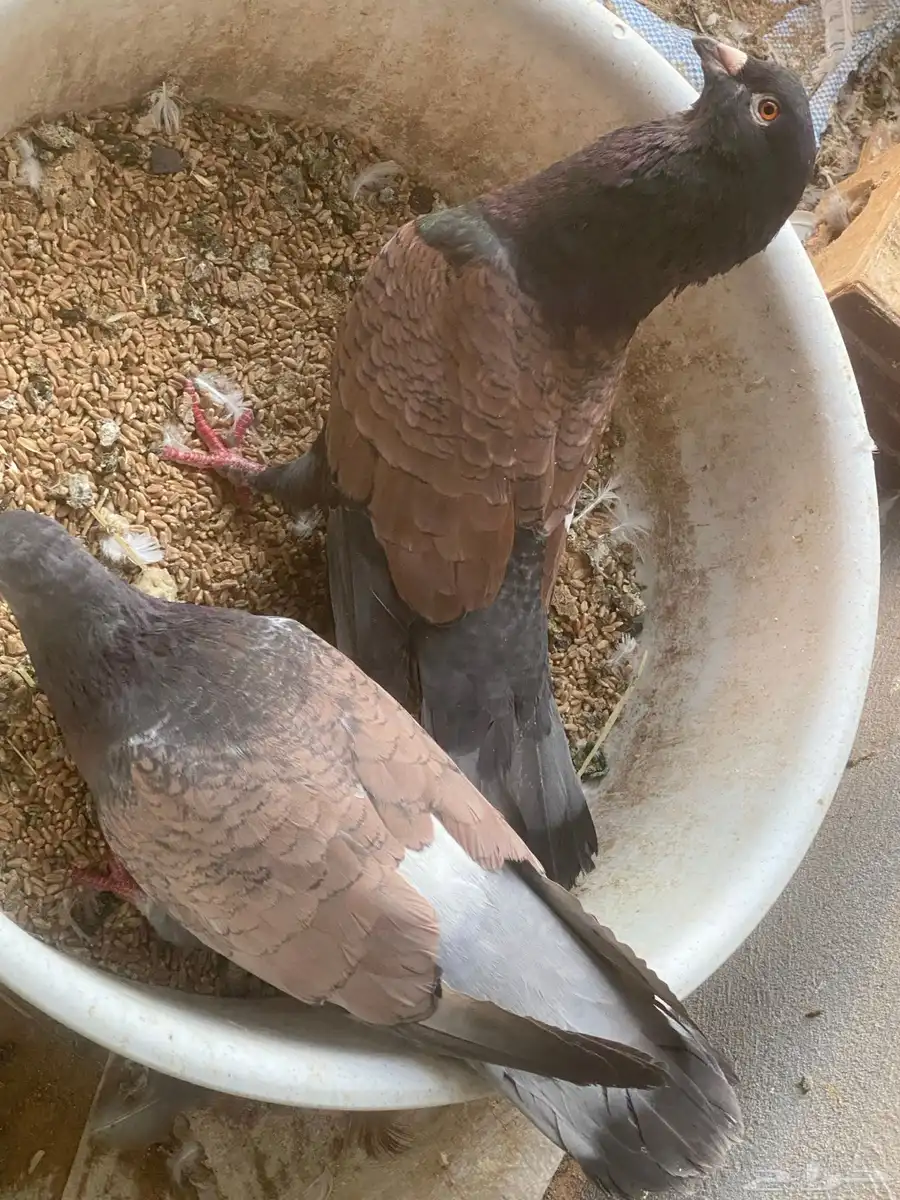 حمام شامي زوجين بغدادي وزوج قرنفل منتج 0