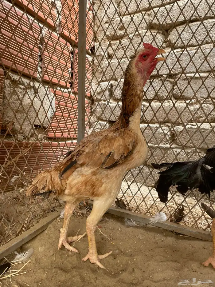 دجاج شامو فاخر 5
