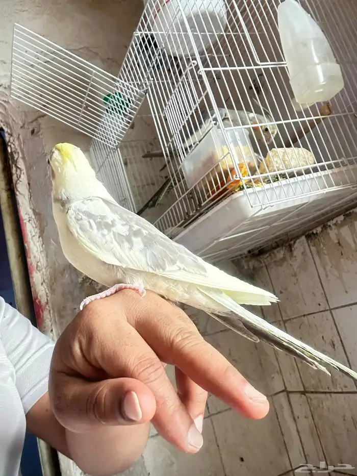 طائر صيد السمان للبيع 1