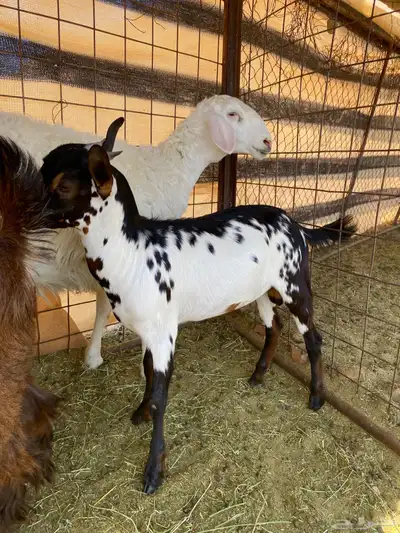 تيس جنوبي امرخ 2