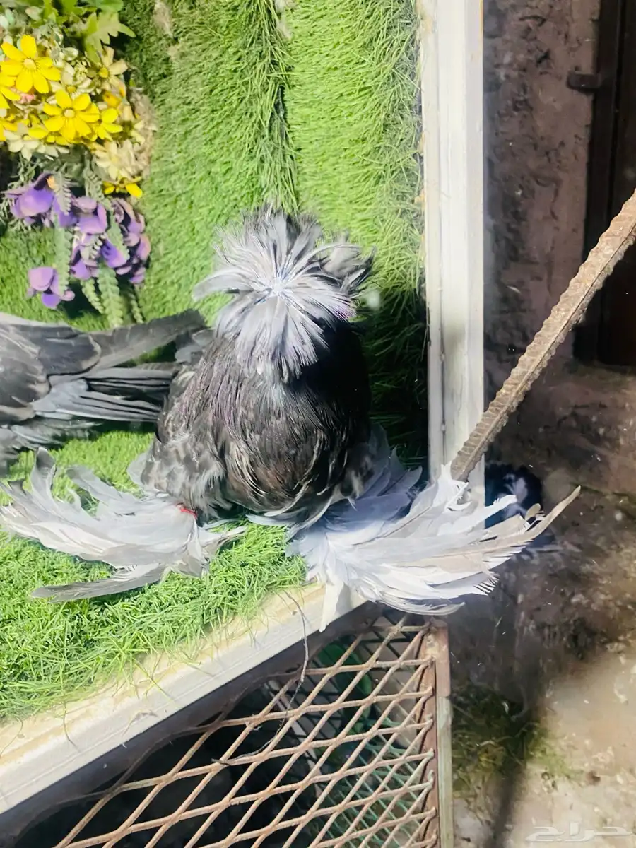 للبيع طبه بخاره بلوشيك 0