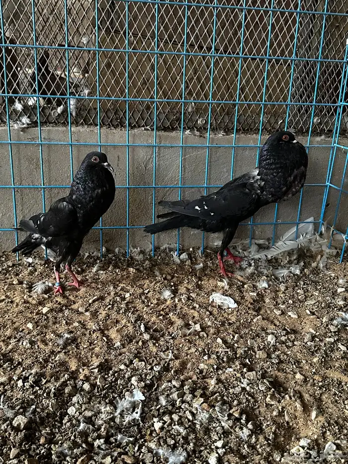 جوز نفاخ قلم وايت بار 3