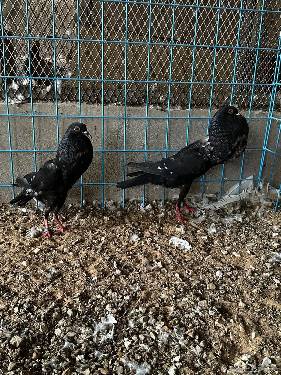 جوز نفاخ قلم وايت بار 3