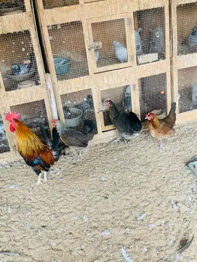 دجاج عربي وافرق مفرخات واطقم 13