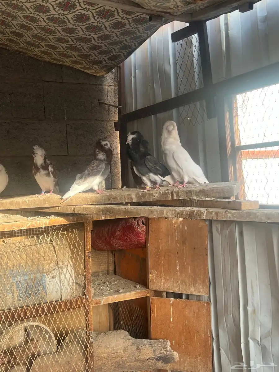 حمام بلجيكي وجاكوبين 11