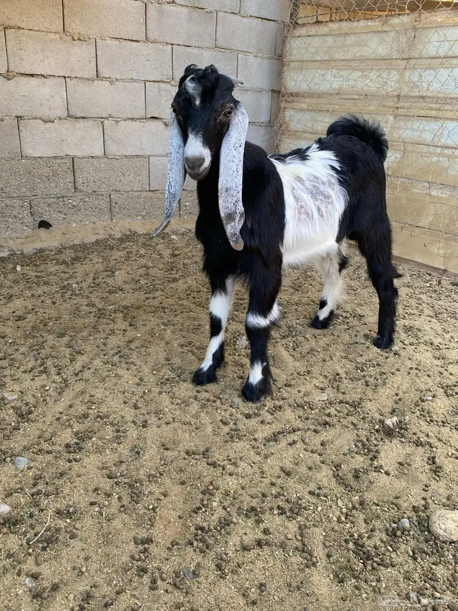 عنز معها تيس index