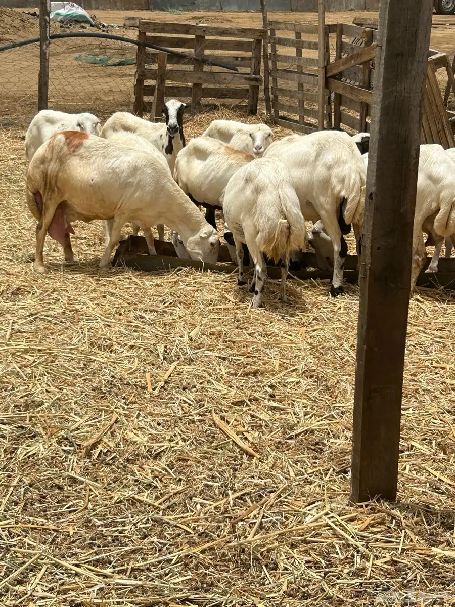 ضأن ميديات رفيدي دفيع شرط 3