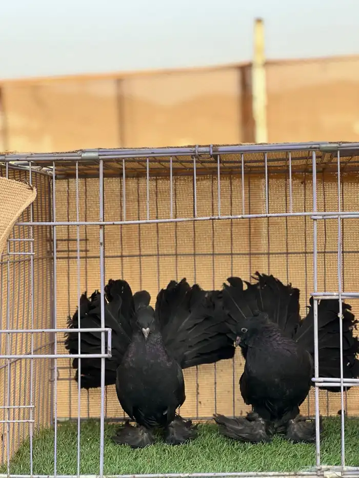 طبه رقاصي هندي 2