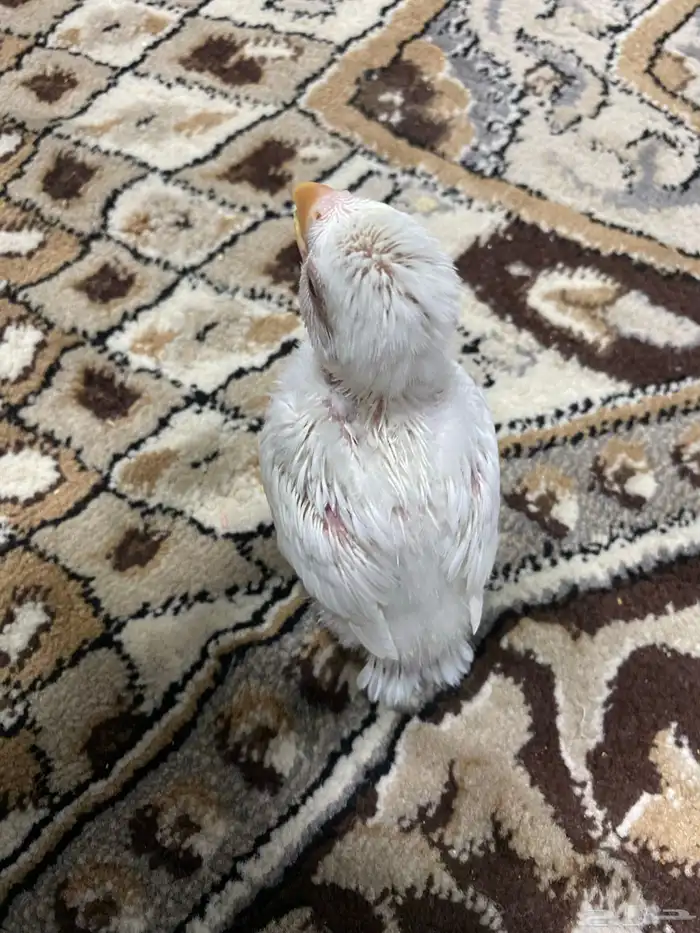 فرخ روز بينو تم البيع 1