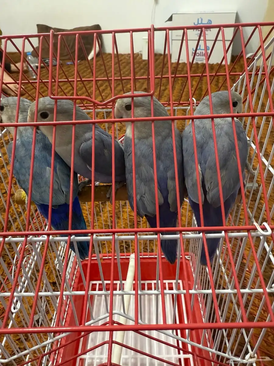 ببغاء روز اعمارهم صغيره هدد الوانهم جميله صحتهم حلوه 1