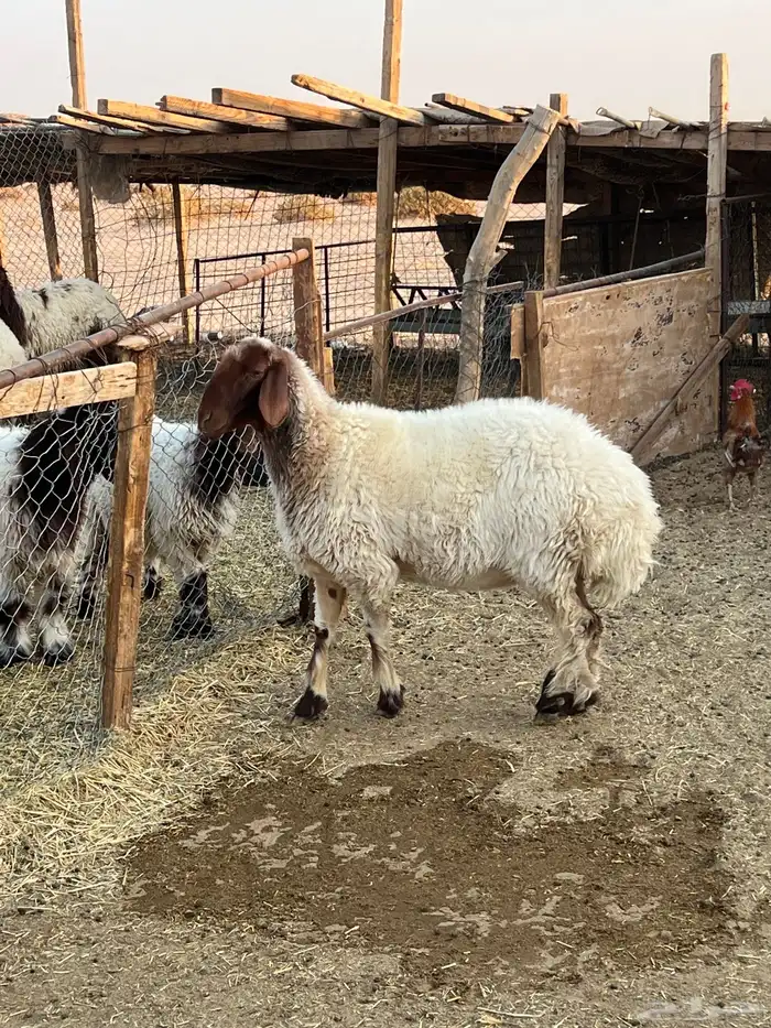 تممم البييع 0