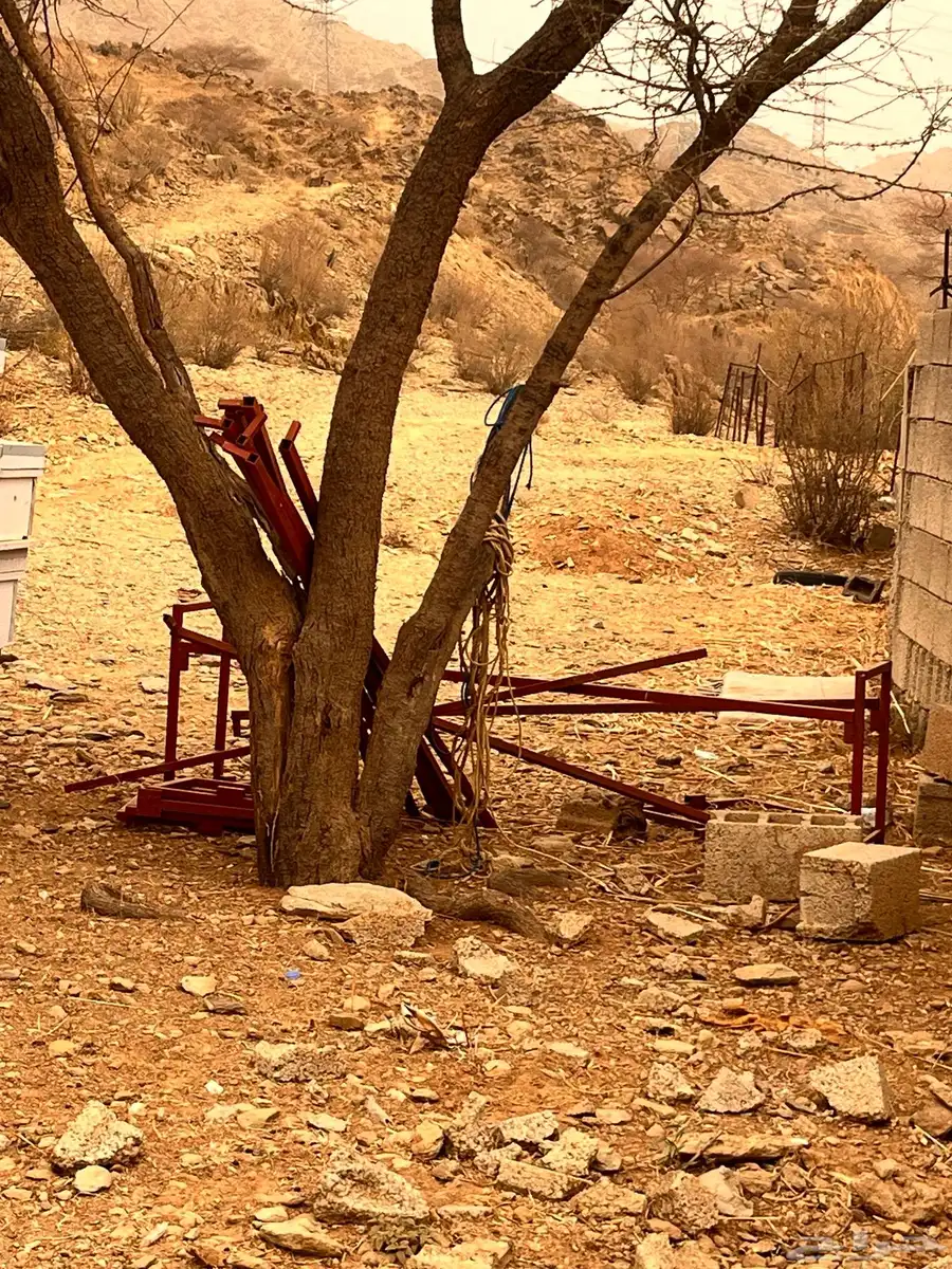 خلايا حديثة 101 عود 34 منها فيها براويز والبقيه بدون براويز 4