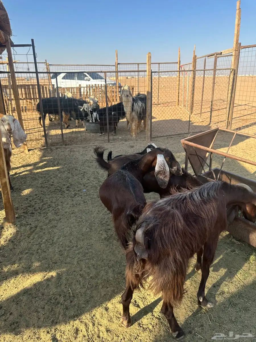 غنم عارضيه مع بهمهم ونعاج وفحل خروف 2 تيوس فحول 3