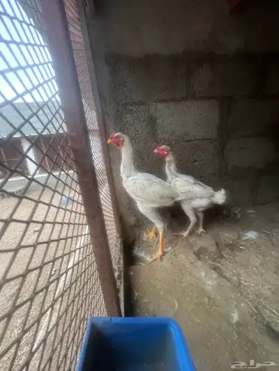 جوز سندي ابيض العمر الدجاجه سنه الديك سته شهور 1