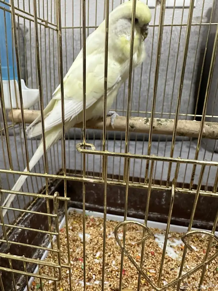 للبيع 1