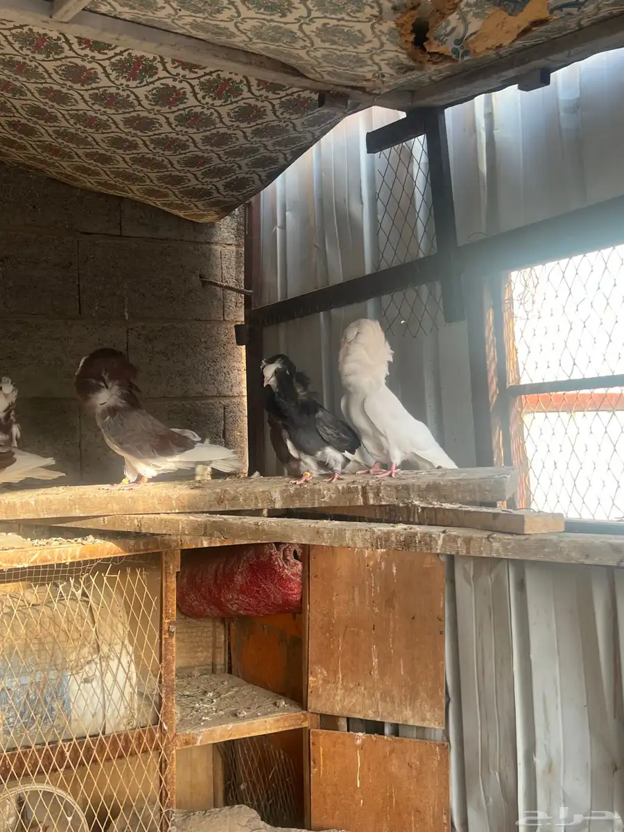 حمام بلجيكي وجاكوبين 1