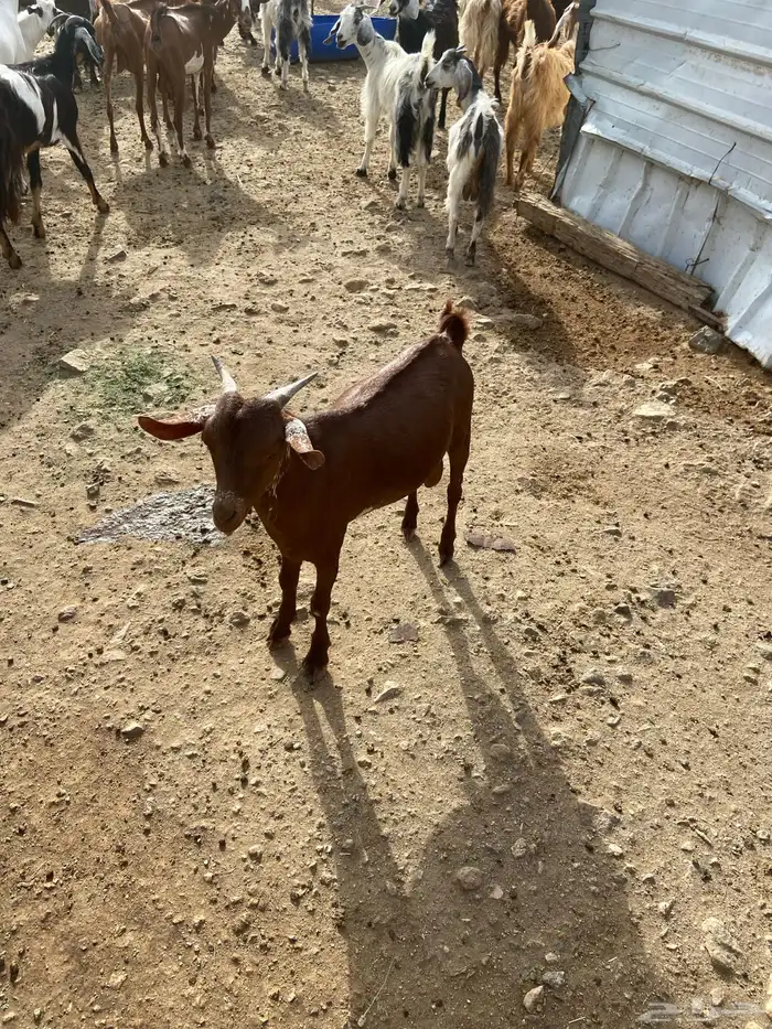 تيس مشروع فحل 0