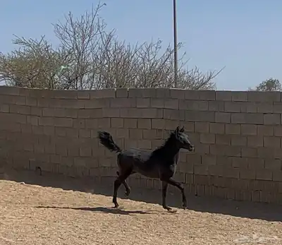 مهر للبيع اقبل معاريض غير الخيل 5