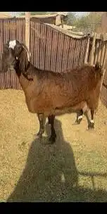 معزاء قبرصيه شاميه مشروكه 0
