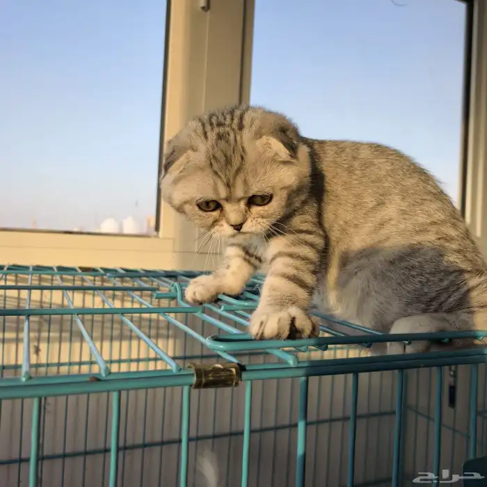 ذكر سكوتش تربل فولد (تم البيع) Scottish triple fold silver 1