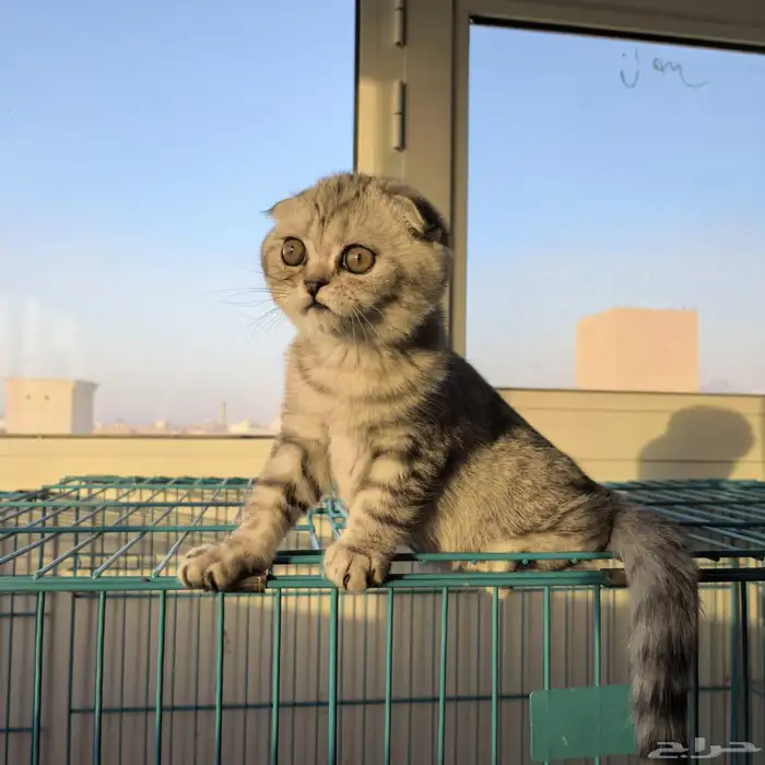 ذكر سكوتش تربل فولد (تم البيع) Scottish triple fold silver 0
