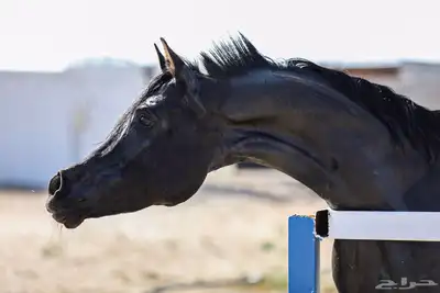 مهر للبيع اقبل معاريض غير الخيل 6