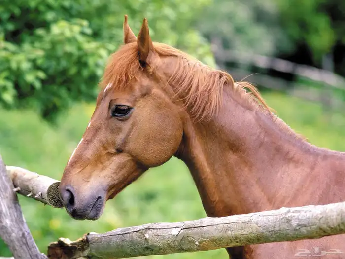 حجر عقيق مصور خيل 4